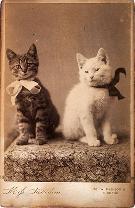 Cat Obsession, Old Cats, Retro Cats, Cat Photography, July 10, Cat Portraits, Silly Cats, Vintage Cat, Pretty Cats