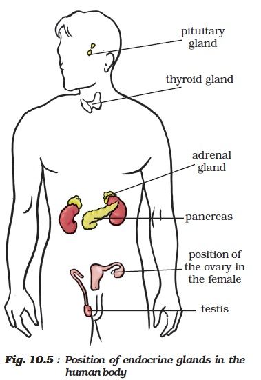 NCERT Class VIII Science Chapter 10 Reaching the age of Adolscence Class 8 Notes, Notes Science, Science Notes, Class 8, The Age, Bedroom Interior, Sound, Human Body, Science