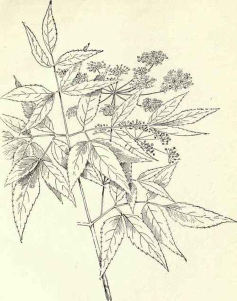 Water Hemlock Drawing, Water Hemlock Tattoo, Flowers Guide, Water Hemlock, Mural Inspiration, Collage Mural, Flowers Wild, Flower Guide, Special Interest