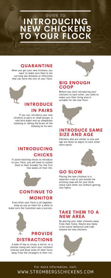 Chicken Information Tips, Introducing Chicks To Flock, Introducing New Chickens To The Flock, Chicken Farm Ideas, Pet Chicken, Chicken Care, Chicken Barn, Raising Chicks, Backyard Chicken Coop Plans