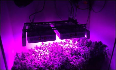 What is the Best LED Grow Light for the Money? Top Choices Reviewed Best Led Grow Lights, Grow Light Bulbs, Types Of Herbs, Herb Garden Design, Grow Lamps, Indoor Vegetable Gardening, Grow Lights For Plants, Led Grow Light, Indoor Herb Garden