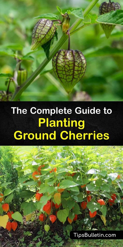 Ground cherries (P pruinosa) are unique plants that grow golden fruit inside delicate husks. Learn more about the ground cherry plant, including important varieties like Aunt Mollys ground cherry and how to start growing your own. #ground #cherry #planting Ground Cherries Plant, Ground Cherries Growing, Ground Cherry Plant, Spices Garden, Starting Seeds Inside, Ground Cherries, Planting Seeds Indoors, Ground Cherry, Golden Fruit