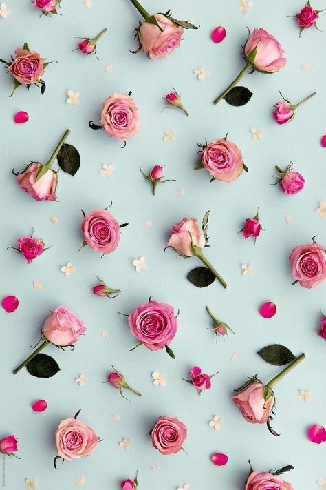 Rose Background, Pink Roses, Pink Flowers, Roses, Flowers, Pink, Blue, White, Black