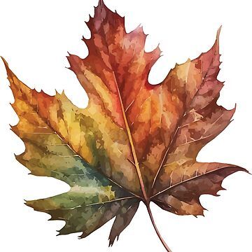 A watercolor of a fallen maple leaf turning with autumn colors. • Millions of unique designs by independent artists. Find your thing. Maple Leaf Drawing, Autumn Art Ideas, Autumn Leaves Watercolor, Watercolor Fall Leaves, Painting Leaves, Botanical Watercolor Leaves, Autumn Leaf Watercolor, Watercolor Fall Paintings, Painted Fall Leaves