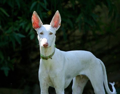 Ibizan Hound White, Sustained Investigation, Animal Adventures, Bred 4, Ibizan Hound, Sight Hounds, Hound Breeds, Pharaoh Hound, All Breeds Of Dogs