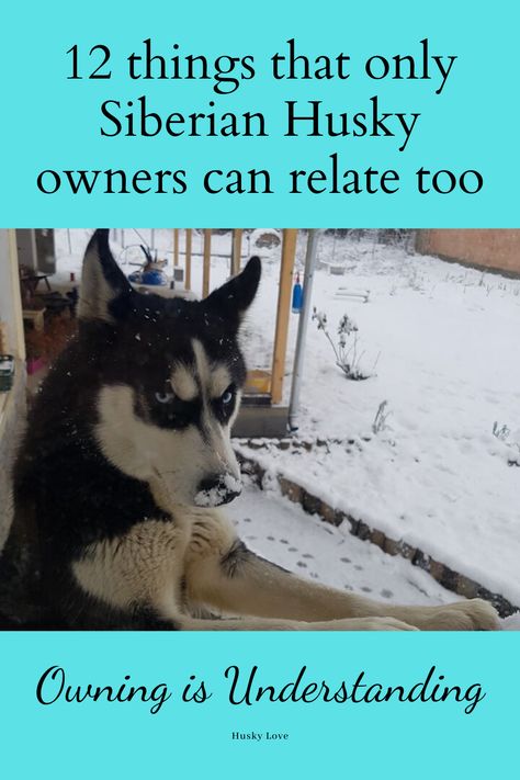 Husky Puppies, Owning A Husky, Husky Quotes, Siberian Husky Colors, Siberian Husky Names, Husky Facts, Red Husky, Siberian Husky Facts, Husky Owner