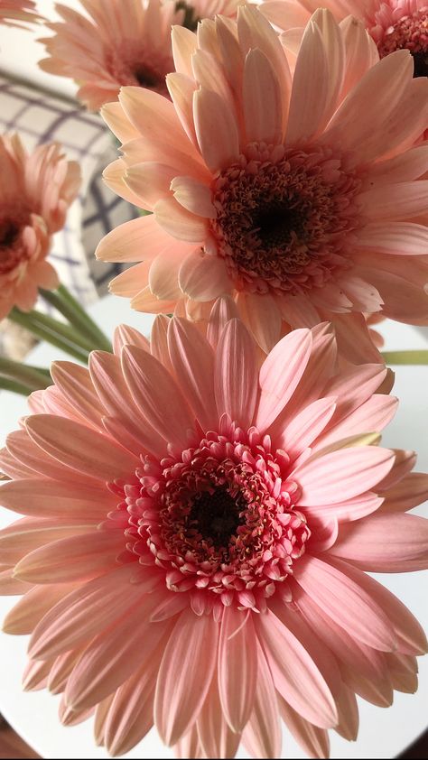 Rose Garden Design, Gerbera Flower, Flowery Wallpaper, Nothing But Flowers, Wallpaper Nature Flowers, Flowers Aesthetic, Flower Therapy, Gerbera Daisy, Flower Background Wallpaper