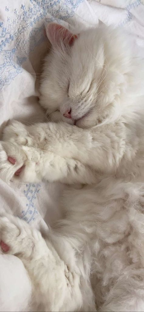 Kitten Wallpaper Aesthetic, White Cat Aesthetic Wallpaper, White Cat Aesthetic, Aesthetic White Wallpaper, Cat Aesthetic Wallpaper, Kitten Wallpaper, Dream's Cat, Cute Little Kittens, Silly Cats Pictures