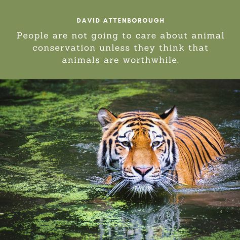 David Attenborough Quotes, Wildlife Quotes, Nature Quotes Trees, Character Artwork, Animal Conservation, Animal Activist, David Attenborough, Environmental Conservation, Environmental Awareness