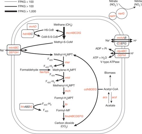 https://www.boundless.com/microbiology/textbooks/boundless-microbiology-textbook/microbial-metabolism-5/anaerobic-respiration-49/methanogenesis-316-7648/ Microbial Metabolism, Physiology Study, Anaerobic Respiration, Microbiology