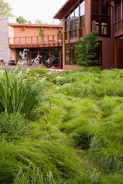 Great Design Plant: Carex Sprengelii Chicago Landscape, Plants Tips, Lawn Alternatives, Grasses Landscaping, Easy Landscaping, Moss Garden, Low Maintenance Landscaping, Landscape Plan, Garden Route