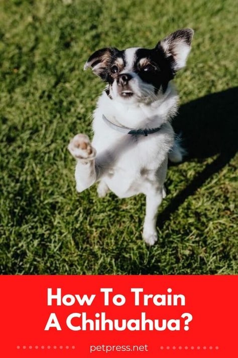 Looking for tips on how to train your chihuahua? Discover the essential tips and tricks you need to ensure successful training of your pup. #trainingachihuahua #chihuahuatraining #dogtraining Chihuahua Training, Chihuahua Breeds, Chihuahua Owner, Training Puppy, Puppy Stages, Crate Training Puppy, Dog Enrichment, Whippet Dog, Crate Training