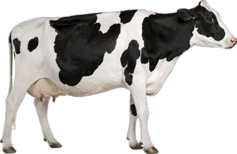 Cow Side Profile, Holstein Cow, Yellow Fields, Jersey Cow, Holstein Cows, Under The Rain, Grassy Field, The Gambia, Green Pasture