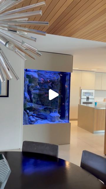 Cichlid Bros - Alec, Quinn, & Troy Holler on Instagram: "An incredible 500 gallon in-wall corner African cichlid tank 😍 About 6 months ago, @infinityaquariums gave us the tour of this tank and we were blown away. We have a full video overview on our YouTube channel. Just search for 500 gallon cichlid tank! #aquarium #aquariums #aquariumhobby #aquariumtank #aquariumlife #fishtank #fishtanks #fishkeeper #fishkeepers #fishkeeping #cichlid #cichlids #cichlidtank #cichlidkeeper #fishroom #aquascape #aquascaping #diy #diyprojects #cichlidbros #fishtube #fishroomsofinstagram #fishroom #clearwaterscrubber #africancichlids #africancichlid #lakemalawitank" African Cichlid Tank, Cichlid Tank, Fishing Room, Wall Corner, African Cichlids, Corner Wall, Fish Tank, Clear Water, 6 Months