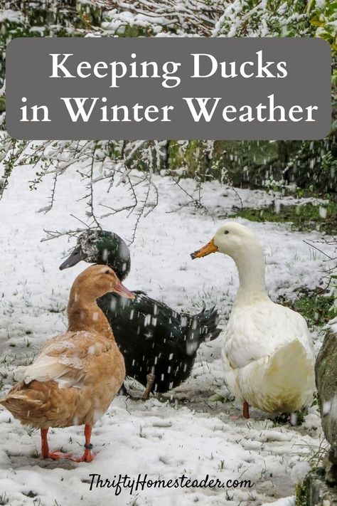 Worried about your ducks as the temperatures continue to drop? While most ducks do well in cold weather, it’s a good idea to choose a type known to be hardy in your particular climate. Other things to keep in mind about keeping ducks in the winter are similar to considerations for other poultry types: housing, feed and water. Let’s look at each of these. Insulated Duck House, Winter Duck Coop Cold Weather, Ducks In Winter Cold Weather, Duck Shelter For Winter, Duck Coop Winter, How To Care For Ducks, Ducks In Winter, Pfp Winter, Duck Waterer