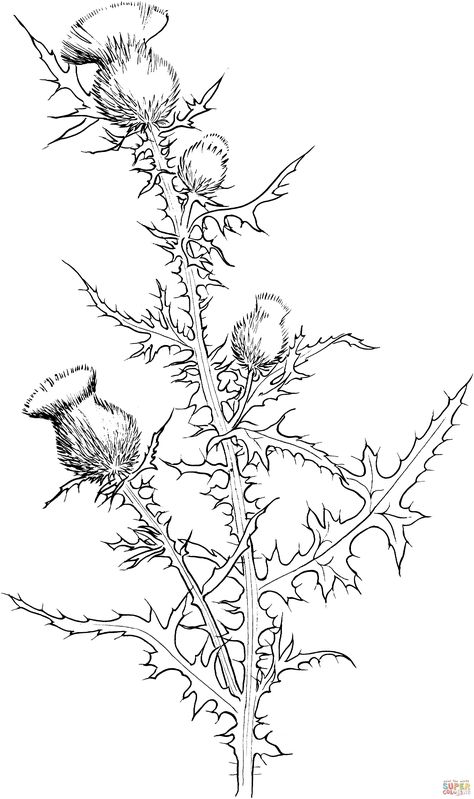 cirsium-vulgare-or-bull-thistle-coloring-page.gif 3,151×5,315 pixels Bull Thistle Tattoo, Thistle Embroidery, Bull Thistle, Scottish Thistle Tattoo, Thistle Plant, Thistle Tattoo, Thistles Art, Thistle Flower, White Drawing