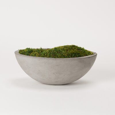 By layering your room with a mix of textures, styles, and details, you bring depth and personality to your space. An effortless way to achieve this upgrade is through the use of greenery, like our moss planter. Preserved Mood Moss creates year-round interest, with the added benefit of being maintenance-free and allergy friendly. Set in a chic oval concrete bowl, this arrangement boasts distinct character and dimension. Measuring 18 W x 9 D x 6 H", the uses for this planter are endless, try using Moss Planter, Moss Plant, Concrete Bowl, Preserved Moss, Concrete Planters, Contemporary Chic, Lush Green, Color Splash, Floral Arrangements