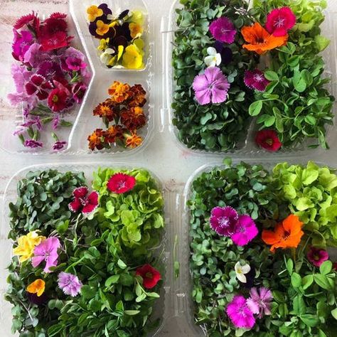 Learn about growing speciality, edible flowers with this extensive resource. We take you through the process of cultivating and selling blooms and buds for chefs and personal use. Learn more at Bootstrap Farmer today! Edible Flower Bouquet, Edible Flowers List Of, Growing Edible Flowers, Eatable Flowers, Flowers Recipes, Lost Kitchen, Edible Flower Garden, Microgreens Recipe, Greenhouses For Sale