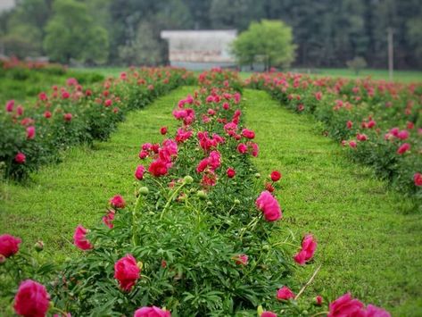 Hillside Farms, Peony Farm, Flower Farms, Rose Farm, Most Beautiful Flowers, Flowers Perennials, Flower Farm, Floral Scent, Pretty Pastel