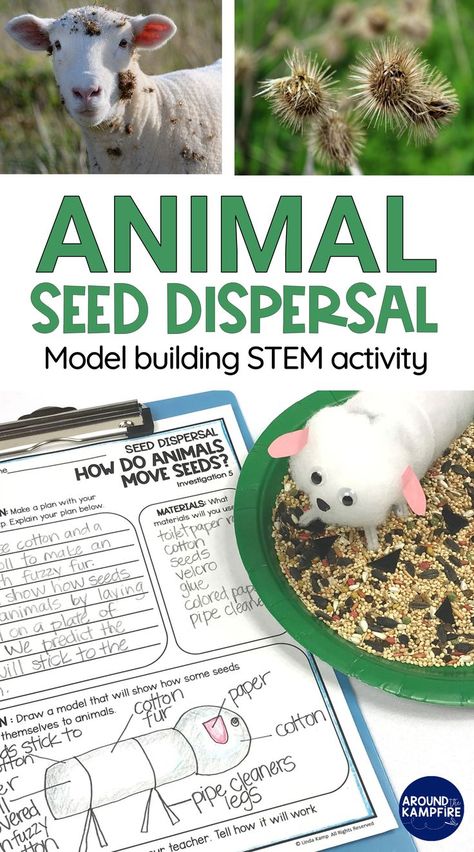 Seed dispersal experiment where kids build a model animal to show how seeds attach themselves to an animals fur and drop off in another location. Life Science Stem Activities, Seed Learning Activities, 4h Stem Activities, Fun Agriculture Activities, Stem Animals Activities, Plant And Animal Life Cycles 3rd Grade, Agriculture Stem Activities, Enwc Seed Week, Seed Lessons For Kids