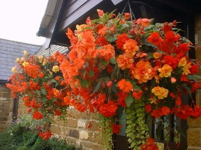 Hanging baskets, containers and flower pouches add a whole new dimension to gardening. Here are 10 most beautiful hanging basket flowers and their maintenance tips. Flowers Hanging, Plants For Hanging Baskets, Garden Vines, Hanging Flower Baskets, Outdoor Flowers, Garden Containers, Container Gardens, Most Beautiful Flowers, Flowering Plants