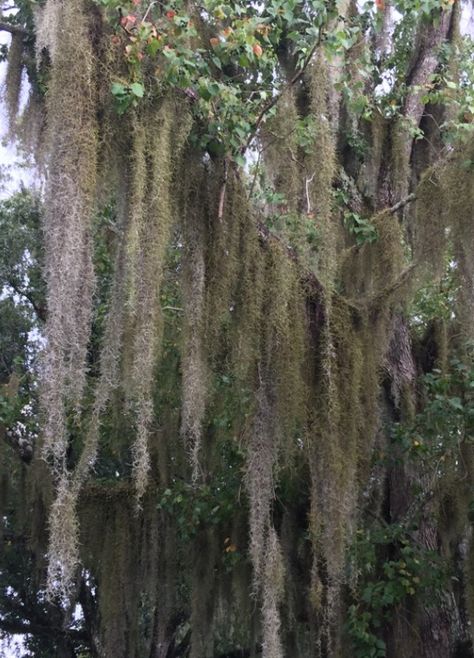 Spanish Moss Trees, Tillandsia Usneoides, Airplant Wall, Strawberry Planters, Hanging Plant Wall, Air Plant Display, Tillandsia Air Plant, Plants Are Friends, Spanish Moss