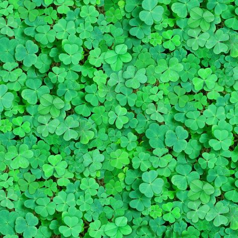 Clover Green, Fabric Yardage, Luck Of The Irish, Cotton Quilting Fabric, Quilt Shop, Cotton Quilts, Clover Leaf, Green Cotton, Quilt Fabric