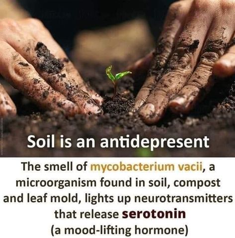 Soil Health, Healing Herbs, Grow Your Own Food, Holistic Healing, Natural Medicine, Permaculture, Natural Healing, Horticulture, Natural Health