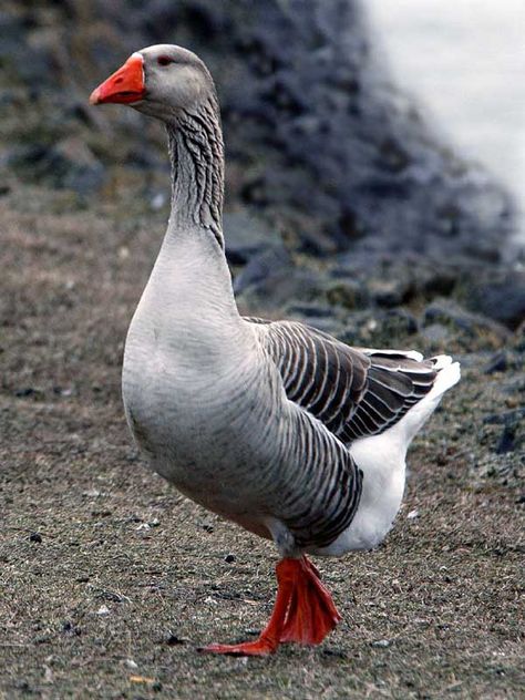 GREY GOOSE -  There are ten living species: Swan goose, Bean goose, Pink-footed goose, Greater white-fronted goose, Lesser white-fronted goose, Greylag goose, Bar-headed goose, Snow goose, Ross's goose, and Emperor goose Goose Photo, Greylag Goose, Geese Breeds, Pig Pen, The Goose, Grey Goose, Mother Goose, All Birds, Traditional Christmas