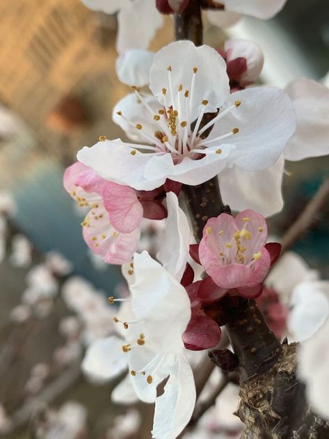 Yellow Apricot Blossom Tattoo, Apricot Tree Flowers, September Flower, Apricot Trees, Yellow Apricot Blossom, Blossom Aesthetic, Peach Blossom Flower, Tik Tak, September Flowers