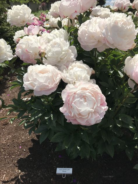 Nick Shaylor Peony from Adelman Peonies Floral Design Wallpaper, Peony Bush, Yard Inspiration, Mountain Landscape Photography, Romantic Life, Garden Retreat, Tree Peony, Garden Border, Flower Wallpapers