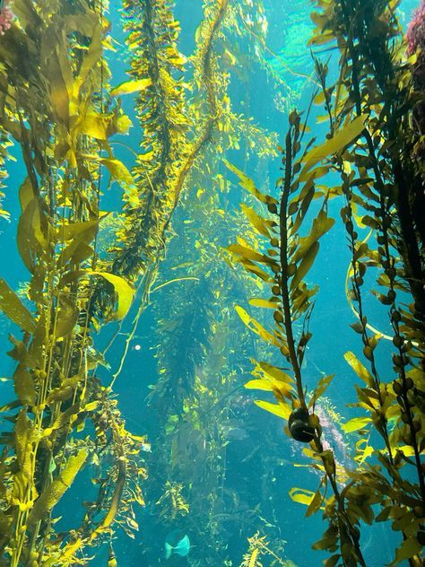 Underwater Kelp Forest, Underwater World Aesthetic, Ocean Scenes Underwater, Underwater Ocean Photography, Tropical Ocean Aesthetic, Ocean Reference Photo, Kelp Forest Aesthetic, Under The Ocean Aesthetic, Underwater Moodboard