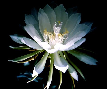 Night blooming cactus (EPIPHYLLUM OXYPETALUM). A nocturnal and fragrant bloom. Odor profile: tropical cactus plant with flowers which smell like vanilla Night Blooming Cactus, Epiphyllum Oxypetalum, Smell Like Vanilla, Night Blooming Flowers, Scent Garden, Orchid Cactus, Garden Frogs, Blooming Cactus, Watercolor Flowers Tutorial