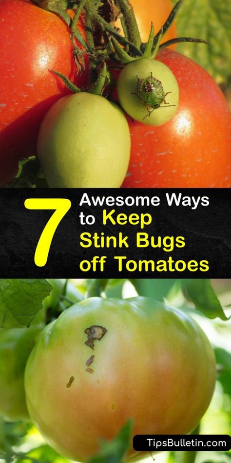 Tomato Bugs, Stink Bug Repellent, Stink Bug Trap, Leaf Footed Bug, Stink Bug, Kill Bugs, Plant Bugs, Bug Off, Natural Mosquito Repellant