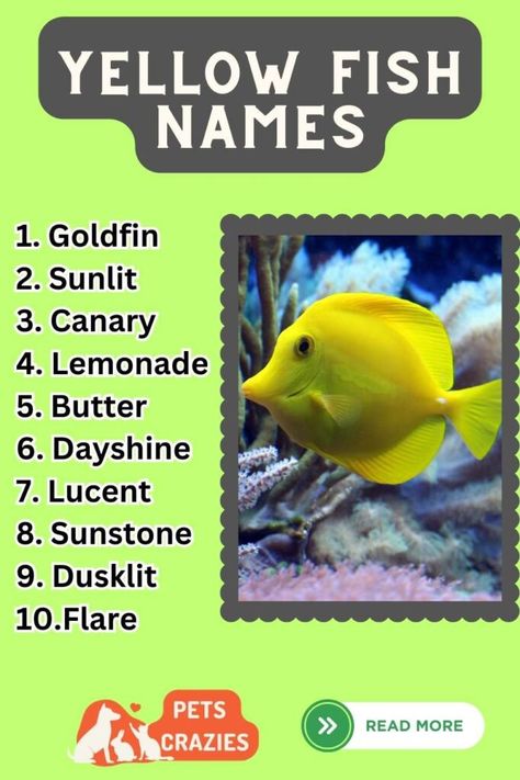 Whether you have a guppy, goldfish, or even a tropical fish, we've got you covered. From sunny-inspired names like "Lemonade" and "Sunbeam" to aquatic-themed names like "Dory" and "Sunny Fin," our collection is sure to have something that suits your yellow fish's personality. 🌞💦 #YellowFishNames #FishLoversUnite #UnderwaterWonders #PetFish #MarineWorld #OceanicBeauty #AquaticCompanions #VibrantCreatures #SwimWithStyle White Fish Names, Fish Names Ideas Cute, Names For Goldfish, Betta Fish Names Male, Goldfish Colors, Themed Names, Good Names, Fish Names, Yellow Fish