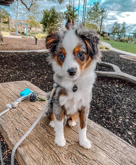 Toy Aussie Full Grown, Toy Aussie, Aussie Shepherd, American Shepherd, Mini Aussie, Cute Animal Photos, Australian Shepherd, Diy Dog Stuff, Dog Toys