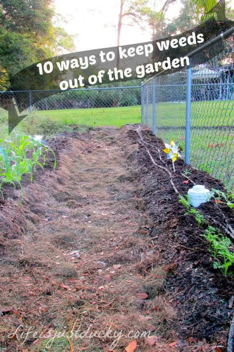 10 Ways To Keep Weeds Out Of Your Garden - Who has time to pull weeds? Not Me! Learn how to keep weeds out! Garden Weeds, The Secret Garden, Design Garden, Olive Garden, Easy Garden, Flower Bed, Veggie Garden, Gardening For Beginners, Lawn And Garden