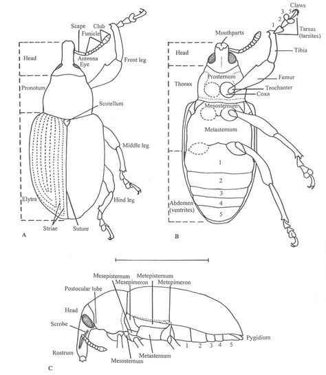 Morphology of a generalized Curculionidae: (A) dorsal habitus; (B)... | Download Scientific Diagram Insect Classification, Entomology Illustration, Insect Anatomy, Biology Diagrams, Draw A Box, Cool Insects, Stink Bugs, Scientific Diagram, Dictionary Art