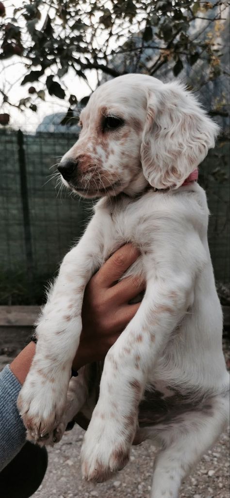 pinterest: GABRIELLAFAITH English Setter Puppy, English Setter Puppies, Setter Puppies, English Setter Dogs, English Setters, Farm Dogs, Puppies And Kitties, Pretty Dogs, English Setter