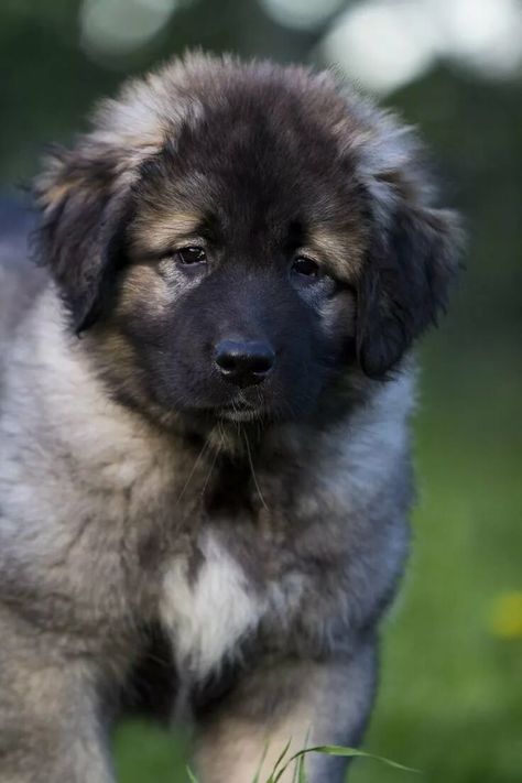 Caucasian Shepherd Puppy, Cute Dogs And Cats, Caucasian Ovcharka, Russian Bear, Caucasian Shepherd Dog, Caucasian Shepherd, Livestock Guardian Dog, Big Dog Breeds, Caucasus Mountains