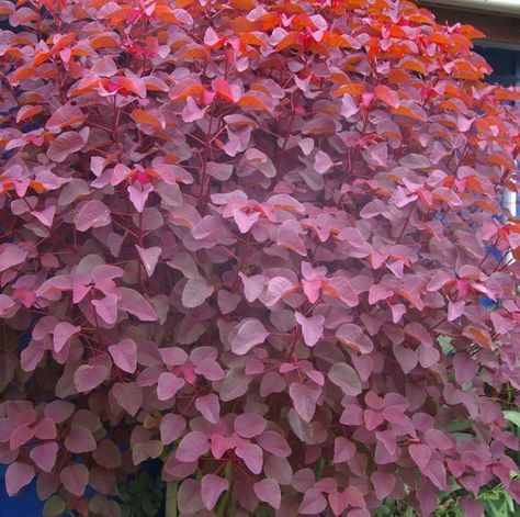 Euphorbia cotinifolia | Tropical Smoke bush. Euphorbia Griffithii Fireglow, Euphorbia Cotinifolia, Euphorbia Fens Ruby, Euphorbia Obesa, Euphorbia Amygdaloides, Euphorbia Decaryi, Dry Garden, Landscaping Tips, Tropical Landscaping