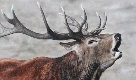 Red Deer Stag. Oil on panel. by painterman33.deviantart.com on @DeviantArt Red Deer Stag, Bull Elephant, Deer Drawing, Le Cri, Deer Painting, Spirit Animal Art, Pastel Artwork, Pastel Sec, Animal Art Prints