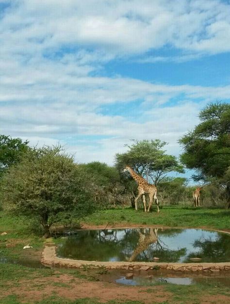 Sondela Nature Reserve, Bela Bela, Limpopo Province. South Africa Limpopo Province, Travel Outfit Cold To Warm, Africa Nature, Australia Bucket List, Photography Bucket List, Healthy Summer Dinners, Healthy Salad Dressing, Road Trip Hacks, Family Holidays