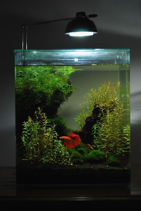 Planted 6 gallon Eheim - The Planted Tank Forum Black Fish Tank Ideas, Black Sand Fish Tank Ideas, Live Plant Betta Tank, Live Plant Fish Tank Ideas, Small Planted Aquarium, Planted Betta Aquarium, Betta Fish Aquascape, Beta Tanks, Betta Aquarium Ideas