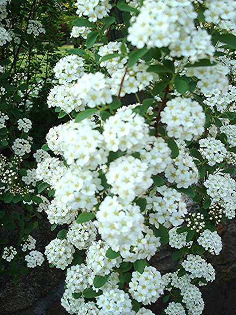 We have three of these in our yard. When it blooms in the spring it is gorgeous! People always stop and ask what it is. Very hardy when established here in Texas. No care really needed. Survived our terrible drought last year and water restrictions. Bridal Wreath Spirea. White Spirea, Spirea Japonica, Spirea Bush, Bridal Wreath Spirea, Calla Lily Flowers, Bridal Wreath, January To December, Moon Garden, Home Landscaping