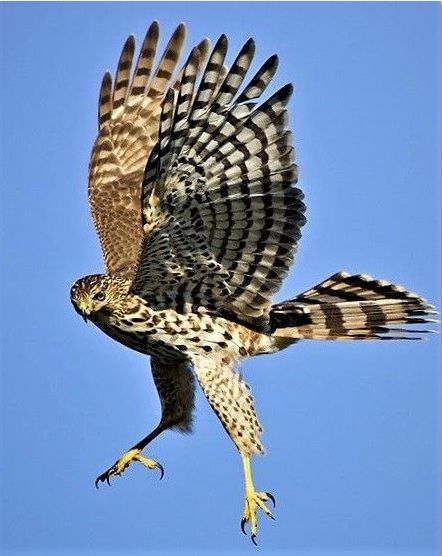 Cooper's Hawk Ballet Jete, Cooper Hawk, Coopers Hawk, Raptor Bird Of Prey, Hawk Photos, Raptors Bird, Cooper's Hawk, Thanksgiving Weekend, Birds Of A Feather