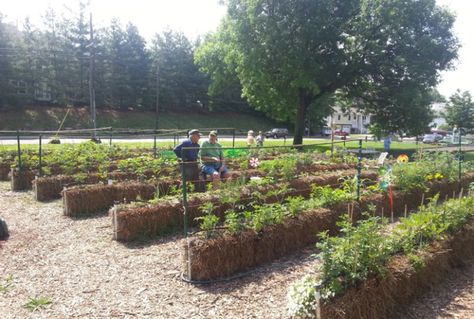 Hay Bale Gardening, Strawbale Gardening, Straw Bale Gardening, Best Garden Tools, Straw Bale, Straw Bales, Diy Raised Garden, Market Garden, Veg Garden