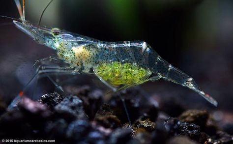 See-Through Ocean Animals | Translucent Creatures Axolotl Tank, Ghost Shrimp, Shrimp Tank, Turtle Tank, Betta Fish Tank, Freshwater Aquarium Fish, Fish Care, Pet Fish, Aquascaping