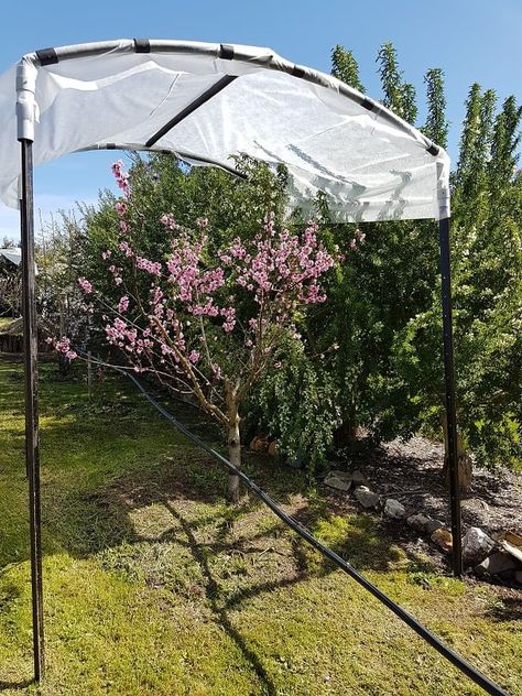 Providing Frost Shelter for Fruit Trees – Grow Great Fruit Fruit Tree Covers, Fruit Tree Protection, Drop Bear, Orchard Design, Bird Netting, Build A Frame, Veggie Patch, Fruit Flies, Black Leaves