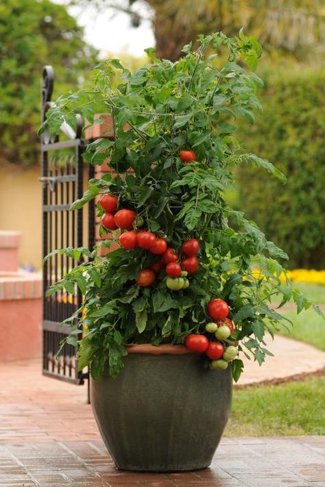 Patio Tomatoes, Tomatoes In Pots, Tomatoes In Containers, Growing Tomato Plants, Growing Tomatoes In Containers, Container Garden Design, Types Of Beans, Tomato Garden, Cherry Tomato